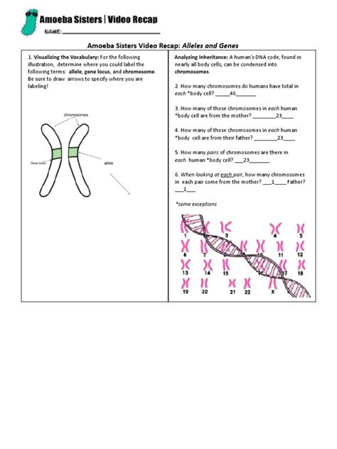 amoeba sisters alleles and genes|amoeba sisters chemistry of life.